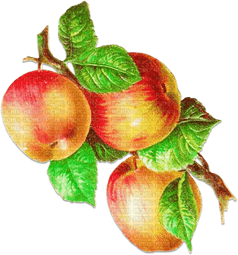 soave deco fruit apple branch  red green - PNG gratuit