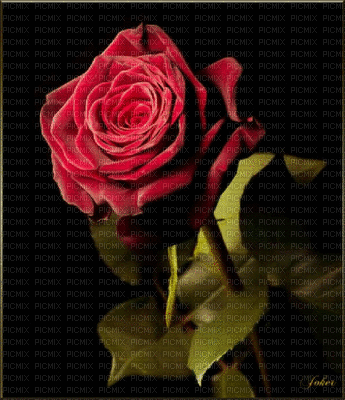 ruža - GIF animasi gratis