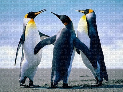 Penguins - gratis png