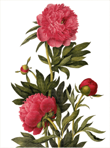 Peony Flower Red Green - Bogusia - nemokama png