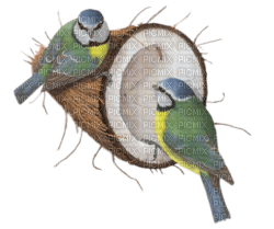 patymirabelle oiseau - png gratuito