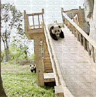 panda - 無料のアニメーション GIF