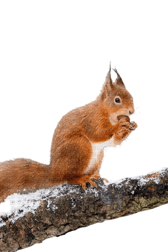 squirrel - Free PNG