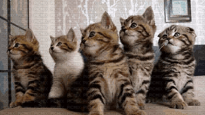 CAT - Bezmaksas animēts GIF