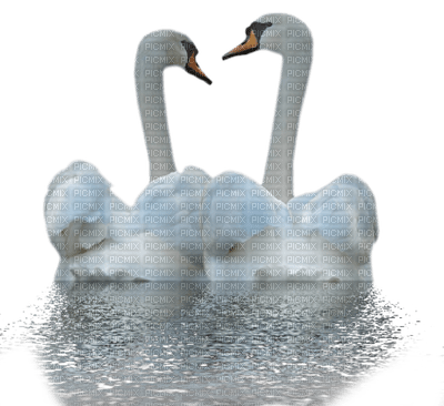 swans cygne - ücretsiz png