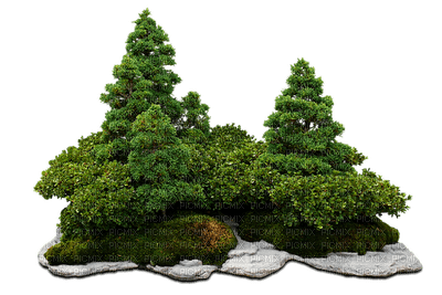 trees bonsai bp - ingyenes png