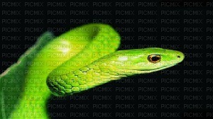 Serpent - png gratis