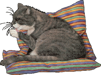 Cat.chat.gato.Victoriabea - Free animated GIF