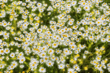 animated field with daisy - GIF animé gratuit