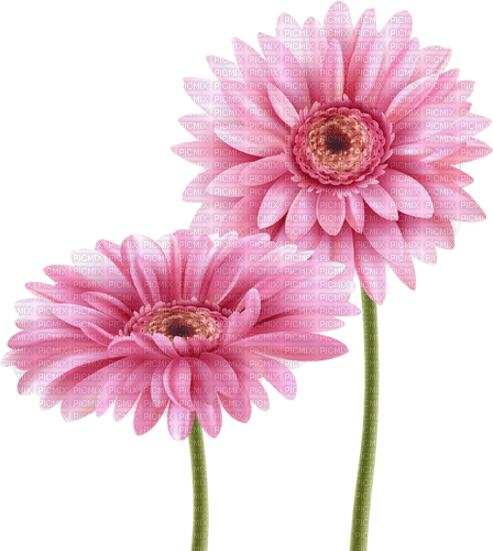 Pink.Flowers.Fleurs.garden.Victoriabea - Free PNG