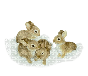 rabbit - png gratuito