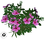 flower - Kostenlose animierte GIFs
