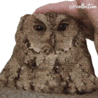 Petting owl - GIF animado grátis