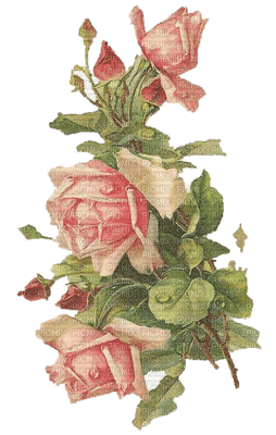 Rose Antique - 無料png