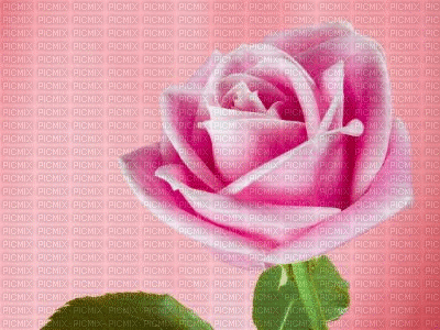 fond rose - GIF animé gratuit