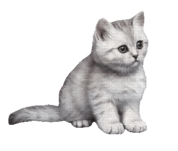 CAT - Бесплатный анимированный гифка