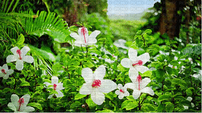 fleurs - 無料のアニメーション GIF