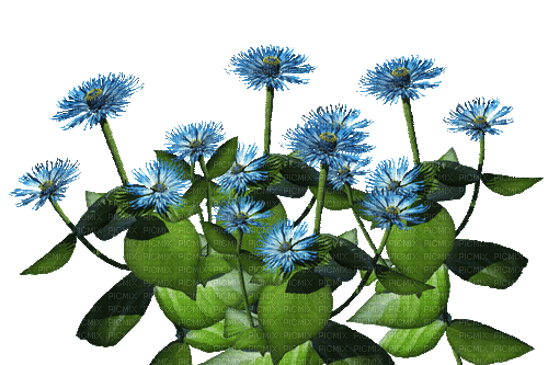 Flores azules - 無料のアニメーション GIF