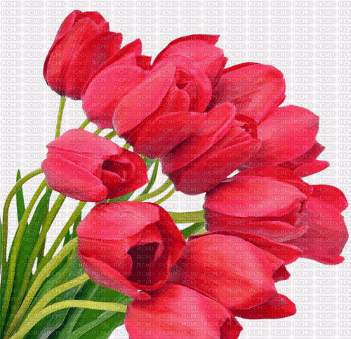 Tulipany - GIF animate gratis
