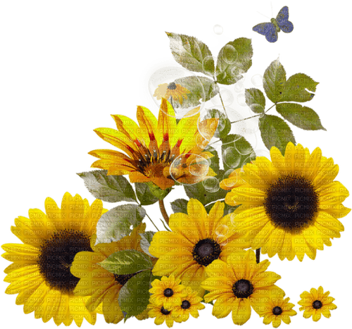 sunflowers - nemokama png