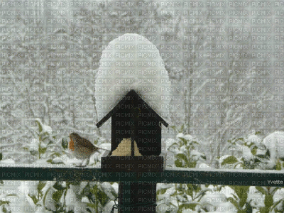 oiseaux - Gratis animerad GIF