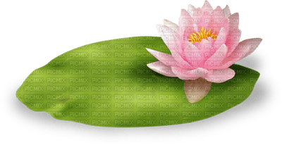 waterlily lotus  nénuphar - бесплатно png