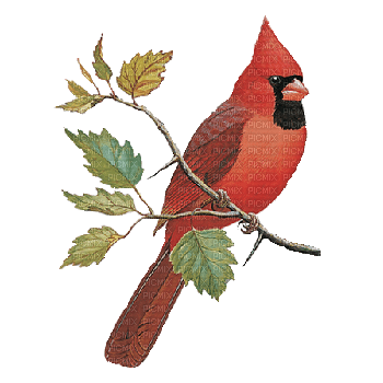 Cardinal.Bird.Oiseau.Branche.Branch.Victoriabea - бесплатно png