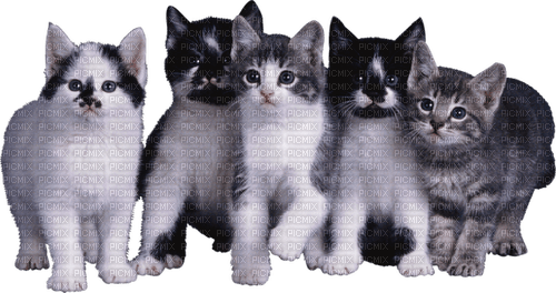 gala animals cat - besplatni png