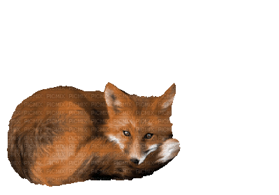 fox (created with gimp) - Zdarma animovaný GIF