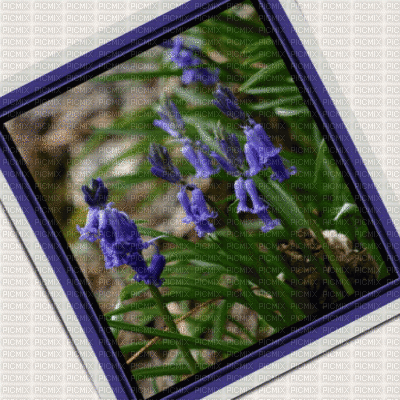 gif flores - Besplatni animirani GIF