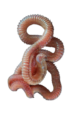 worm - Free PNG