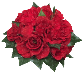 Flowers red rose bp - Animovaný GIF zadarmo
