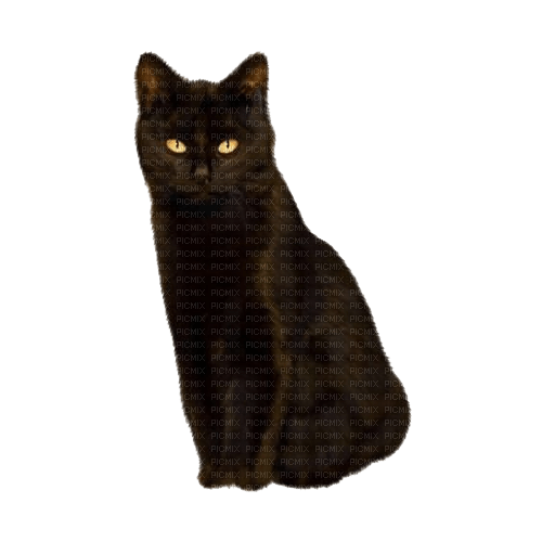 black cat - nemokama png