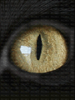 cat eye - 免费动画 GIF