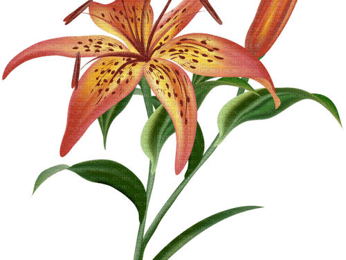 Orange lily flower, sunshine3 - gratis png