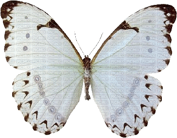 borboleta marron - Бесплатный анимированный гифка