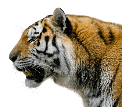 tiger, tiikeri, sisustus, decor - png gratis