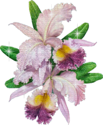 flowers purple bp - Free animated GIF