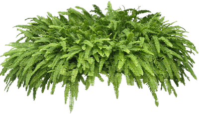 tropical plant, sunshine3 - Free PNG