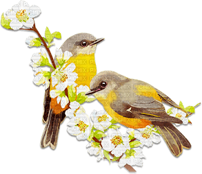 soave deco spring bird branch flowers vintage - png gratis