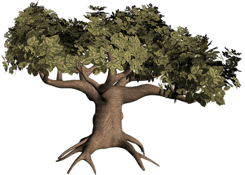 tree - 免费PNG
