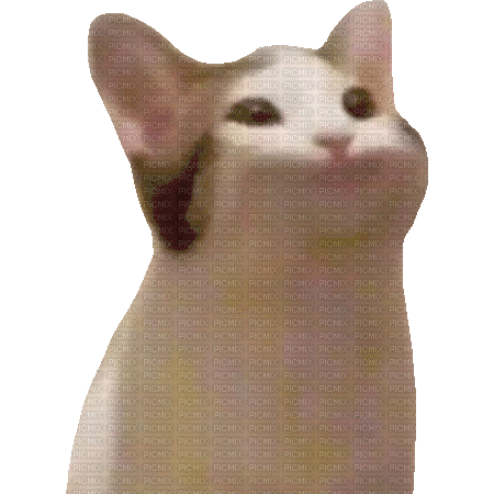 Pop cat animated - Gratis animeret GIF