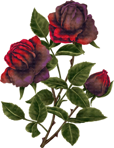 Roses - zdarma png
