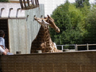 Girafe et son bébé - png gratuito