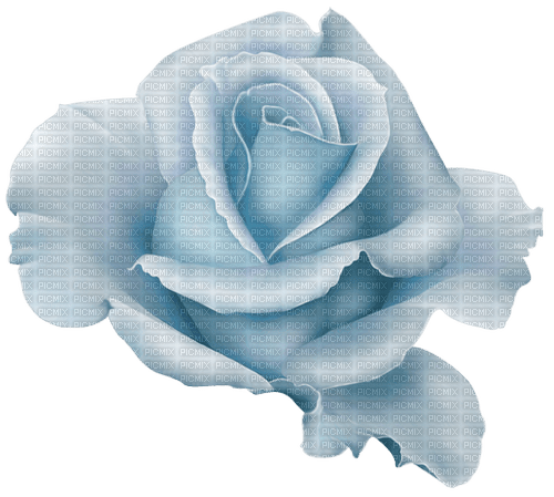 blue rose Bb2 - png grátis