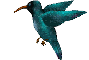 bird - GIF animasi gratis
