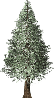 tree, puu - zdarma png