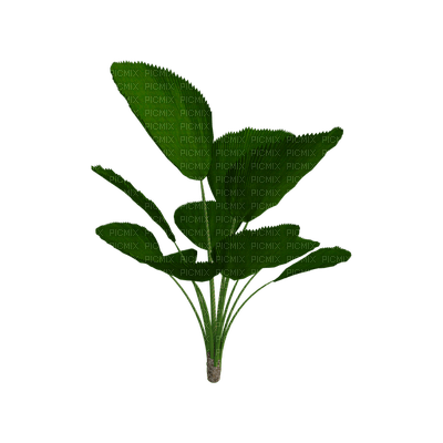 tropical, kasvi, plant - bezmaksas png