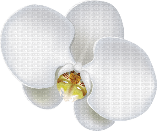 orchid Bb2 - png gratis