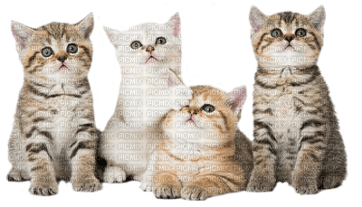 british shorthair CATS  chat😻😸 - PNG gratuit